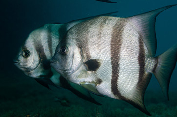 Atlantic spadefish swimming in blue water