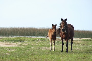 horse
