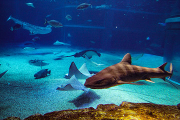 水族館 © ash-photograph
