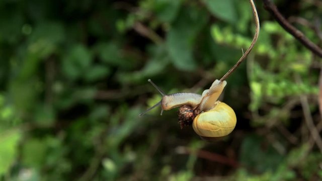 Yellow garden snail holding on to a branch, blowing in the wind. UK