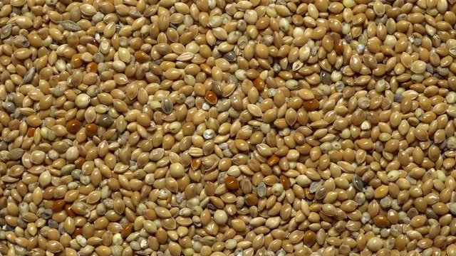 Full-frame of Millet grains. Proso Millet seeds in rotation