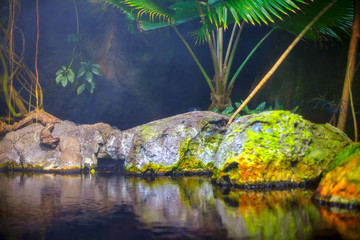 rainforest nature with exotic plants growing on the lakeside