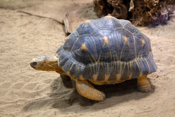 Texas tortoise on the mexican desert 