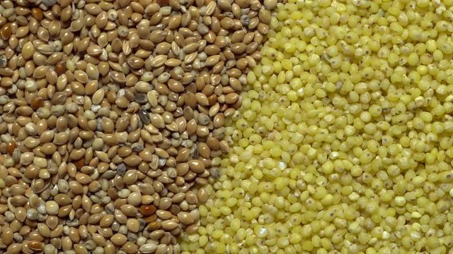 Full-frame of Millet grains. Proso Millet seeds in rotation