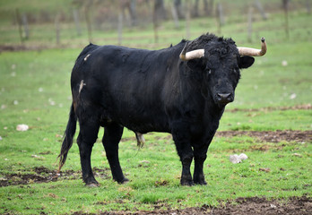 toro español en una ganaderia de ganado bravo en españa