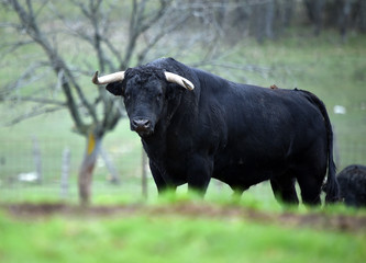 toro español en su ganaderia 