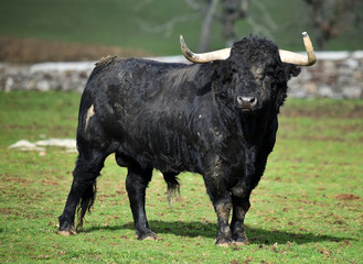 toro negro español en el campo