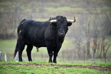 toro negro español en el campo
