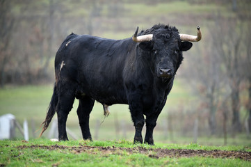 toro español en su ganaderia 