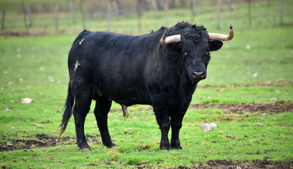 toro español en su ganaderia 