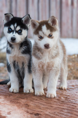 Two blue-eyed Siberian husky puppies