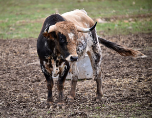 toro español con grandes cuernos