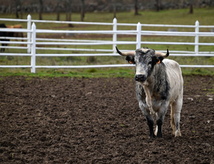 toro español en su ganaderia 