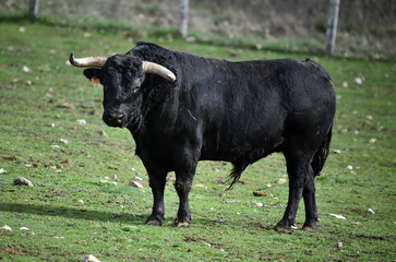 toro espa&ntilde;ol en el campo