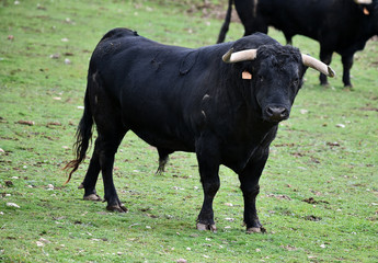 toro español con grandes cuernos
