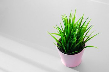 Pink pot with green juicy grass on the gray background