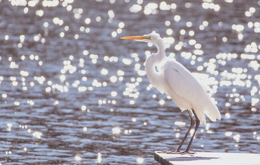 Egret