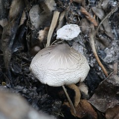 mushroom