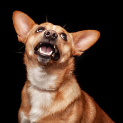 Welsh Corgi dog sitting on a black background