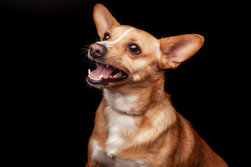 Welsh Corgi dog sitting on a black background