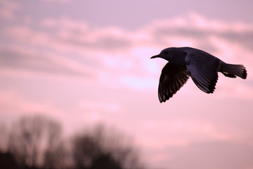 夕焼けを背景に飛行する鳥