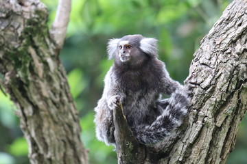 lemur on tree