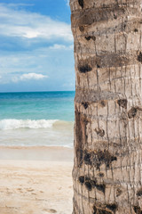 Palm tree trunk with beautiful ocean in the background