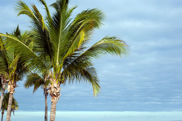 Palm tree