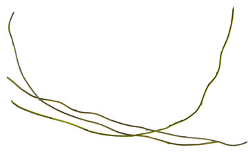 wood root. Spiral twisted jungle tree branch, vine liana plant isolated on white background, clipping path included