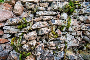 Cacti growing between rocks in a stone wall