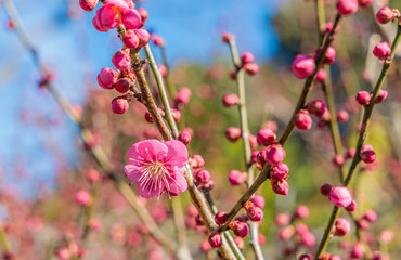 梅 (Japanese Apricot)  学名：Prunus mume 