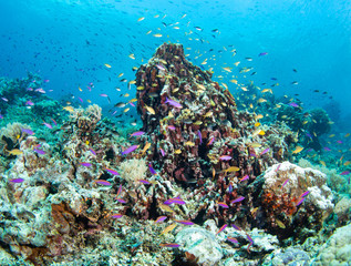 Plakat fish in coral reef