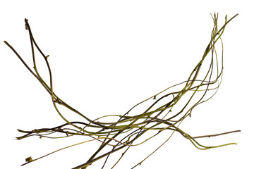 wood root, Twisted jungle vines, tropical rainforest liana plant isolated on white background, clipping path included © nature design