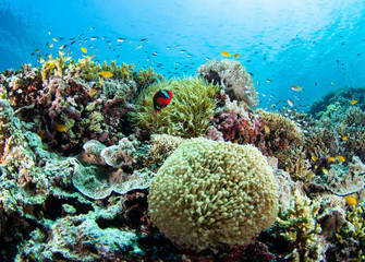 coral reef with fish