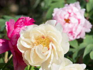 ボタンの花