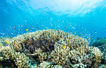 coral reef with fish