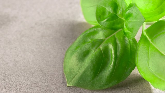A basil plant leaf closeup, on a kitchen table made of concrete, macro shot in 4k 60p 10bit Apple ProRes422, with an external atomos recorder.