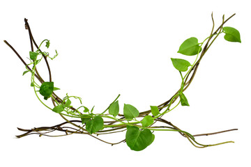 twisted heart shaped leaves isolated on white background at the roots of tropical trees, isolated on white background with clipping path. can be used as wallpaper