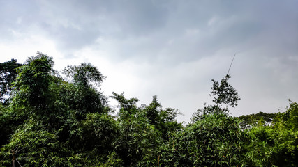 Obraz premium Asian bamboo forest.