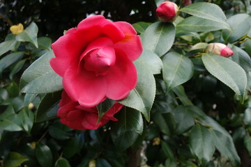 冬に咲いた赤い椿の花