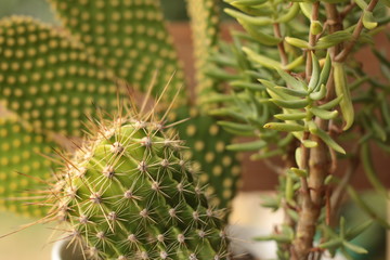 an indoor plant pot of cactus varieties providing green decor in a refreshing modern home