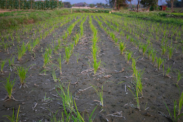 Obraz premium Green Rice tree In the Rice field