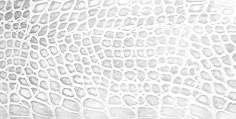 Obraz na płótnie Canvas Skin snake background White snake skin texture Close-up