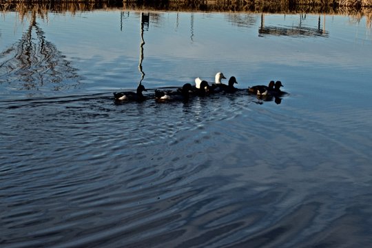 Tame City Park Ducks, Lindsey City Park Public Fishing Lake, Canyon, Texas.