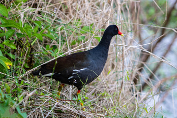 Common galinule