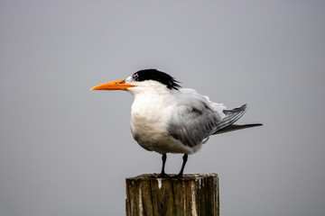 Royal tern
