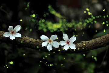 Close up of Tung Blossom with firefly