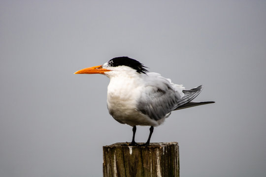 Royal Tern