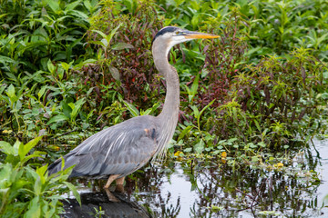 Great blue heron