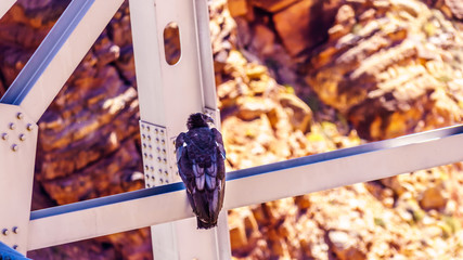 California Condor resting on a steel cross beam of the Navajo Bridge over the Colorado River at...